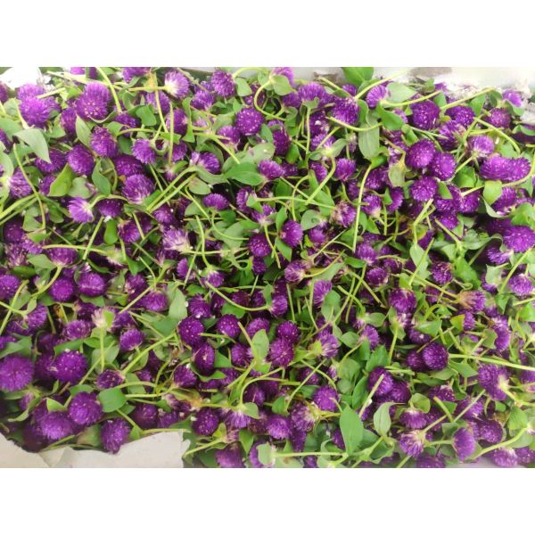 Fresh Globe Amaranth Flowers (Gomphrena)