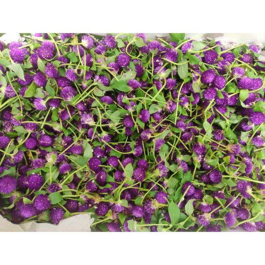 Fresh Globe Amaranth Flowers (Gomphrena)