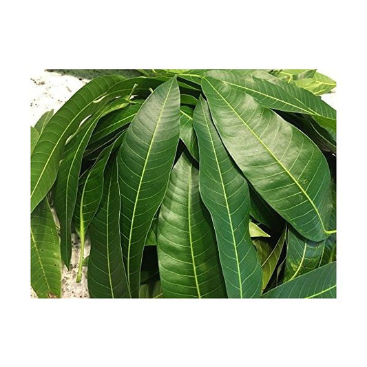 Fresh Mango Leaves (5 Pieces)