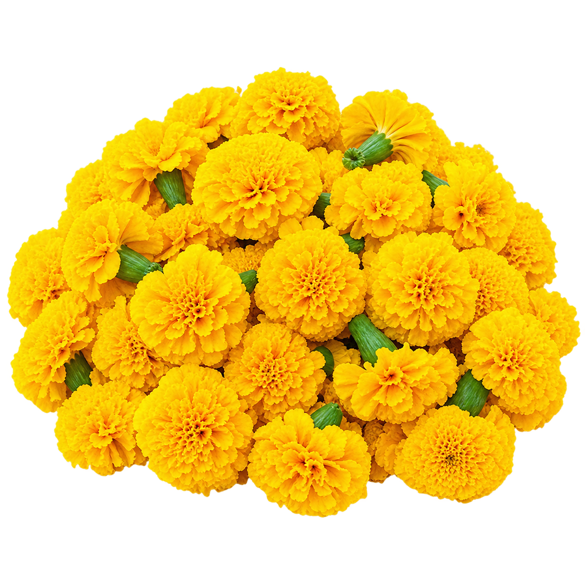 Fresh Yellow Marigold Flowers – 100g | Pooja Flowers