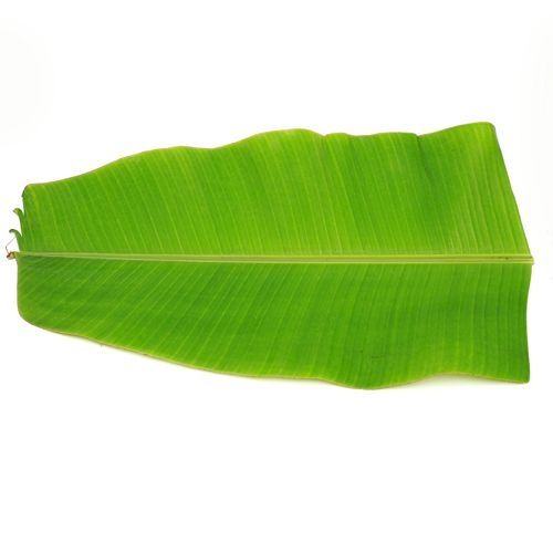 Fresh Banana Leaves (1 piece)