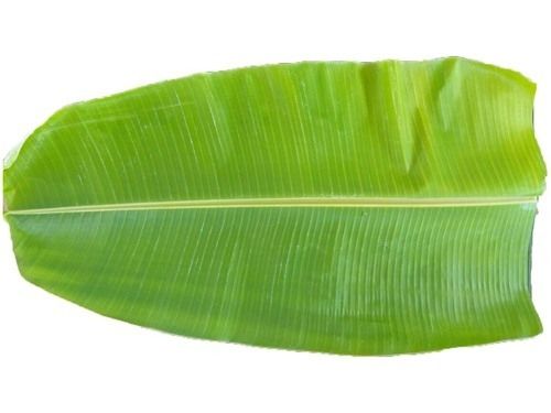 Fresh Banana Leaves (1 piece)