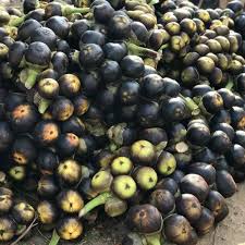 Fresh Ice Apple (Nungu)