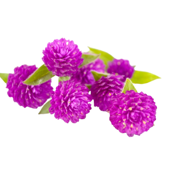 Fresh Globe Amaranth Flowers (Gomphrena)