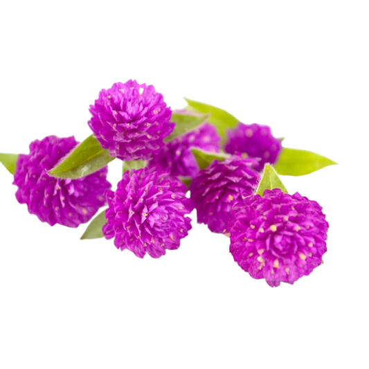 Fresh Globe Amaranth Flowers (Gomphrena)