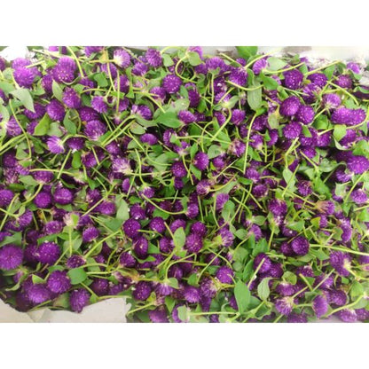 Fresh Globe Amaranth Flowers (Gomphrena)