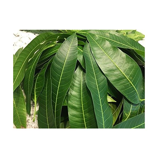 Fresh Mango Leaves (5 Pieces)