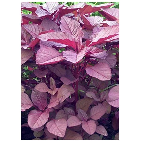 Red Amaranthus ( Red cheera|Red Spinach | SAAG Indian Red )