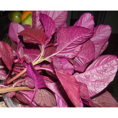Red Amaranthus ( Red cheera|Red Spinach | SAAG Indian Red )