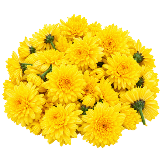 Fresh Chrysanthemum (Sevanthi) Flowers – 100g | Pooja Flowers