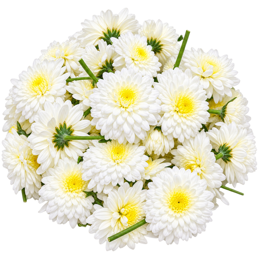 Fresh White Chrysanthemum (Sevvanthi) Flowers – 100g | Pooja Flowers