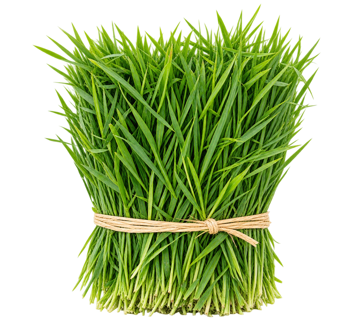 Fresh Arugampul Grass Bundle – 100g | Pooja Essential