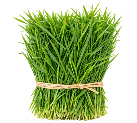 Fresh Arugampul Grass Bundle – 100g | Pooja Essential