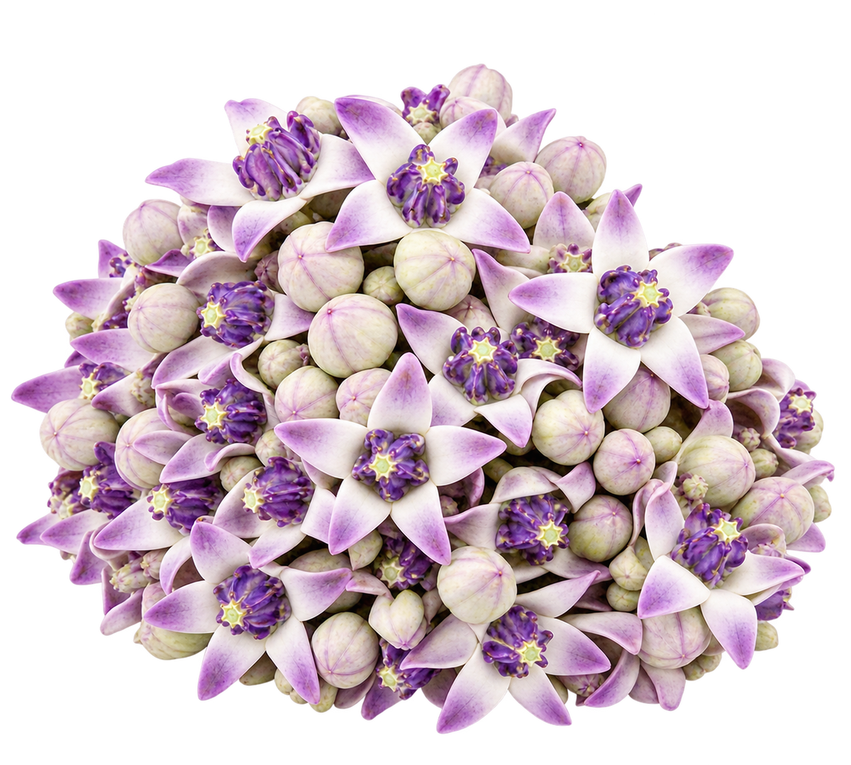 Fresh Erukkampoo (Crown Flower) – 250g | Pooja Essential