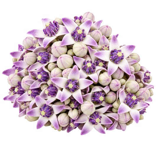 Fresh Erukkampoo (Crown Flower) – 250g | Pooja Essential